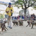 takasakiyama monkey park-beppu city-kyushu region-japan
