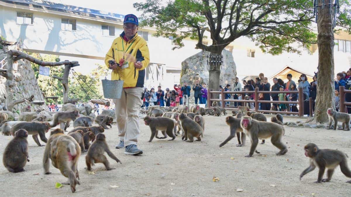 Takasakiyama Monkey Park