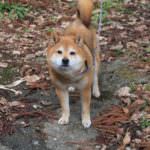 5caa5c418205c8a5518cb6a2c28e4702_l