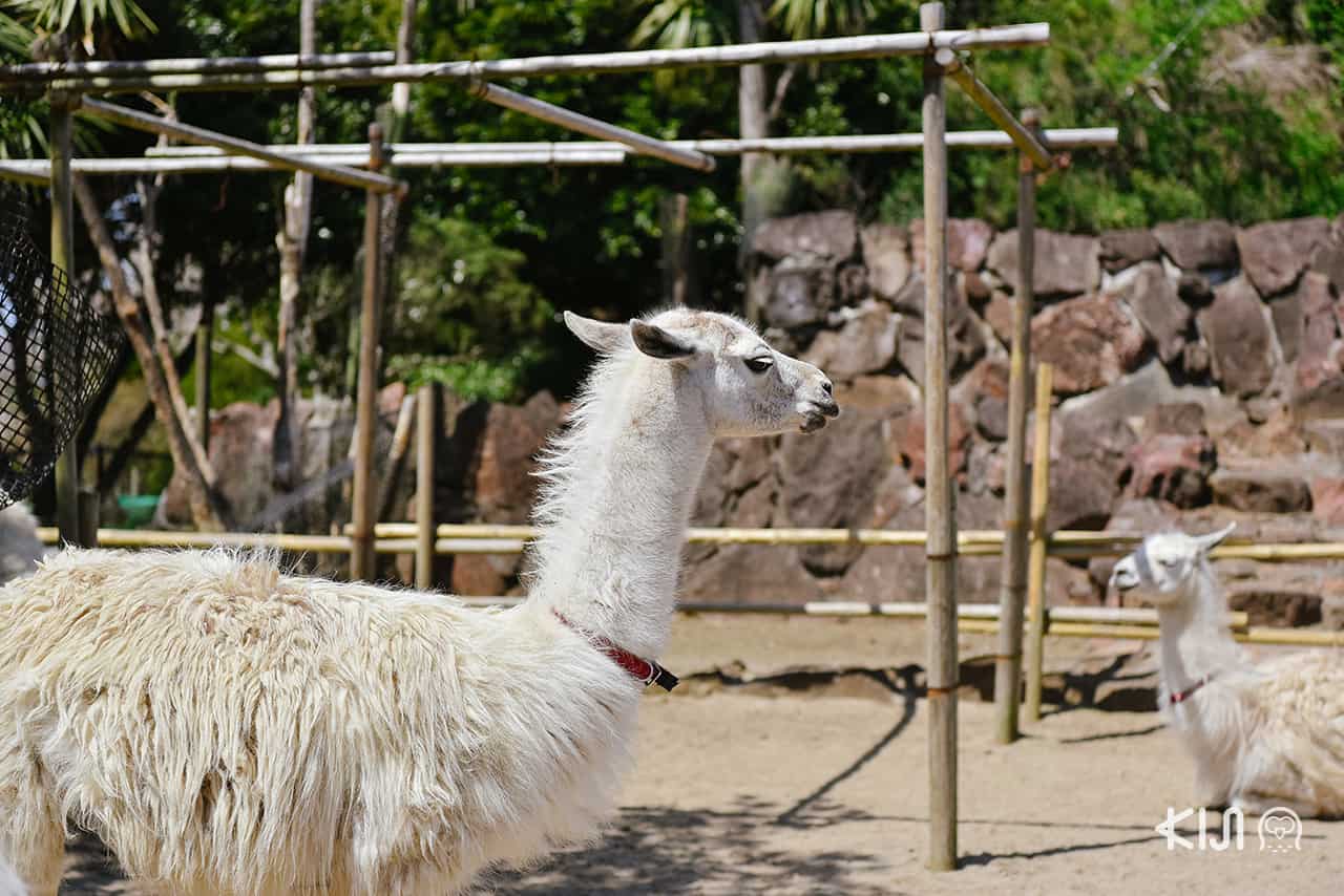 Izu Shaboten Zoo อัลปาก้า