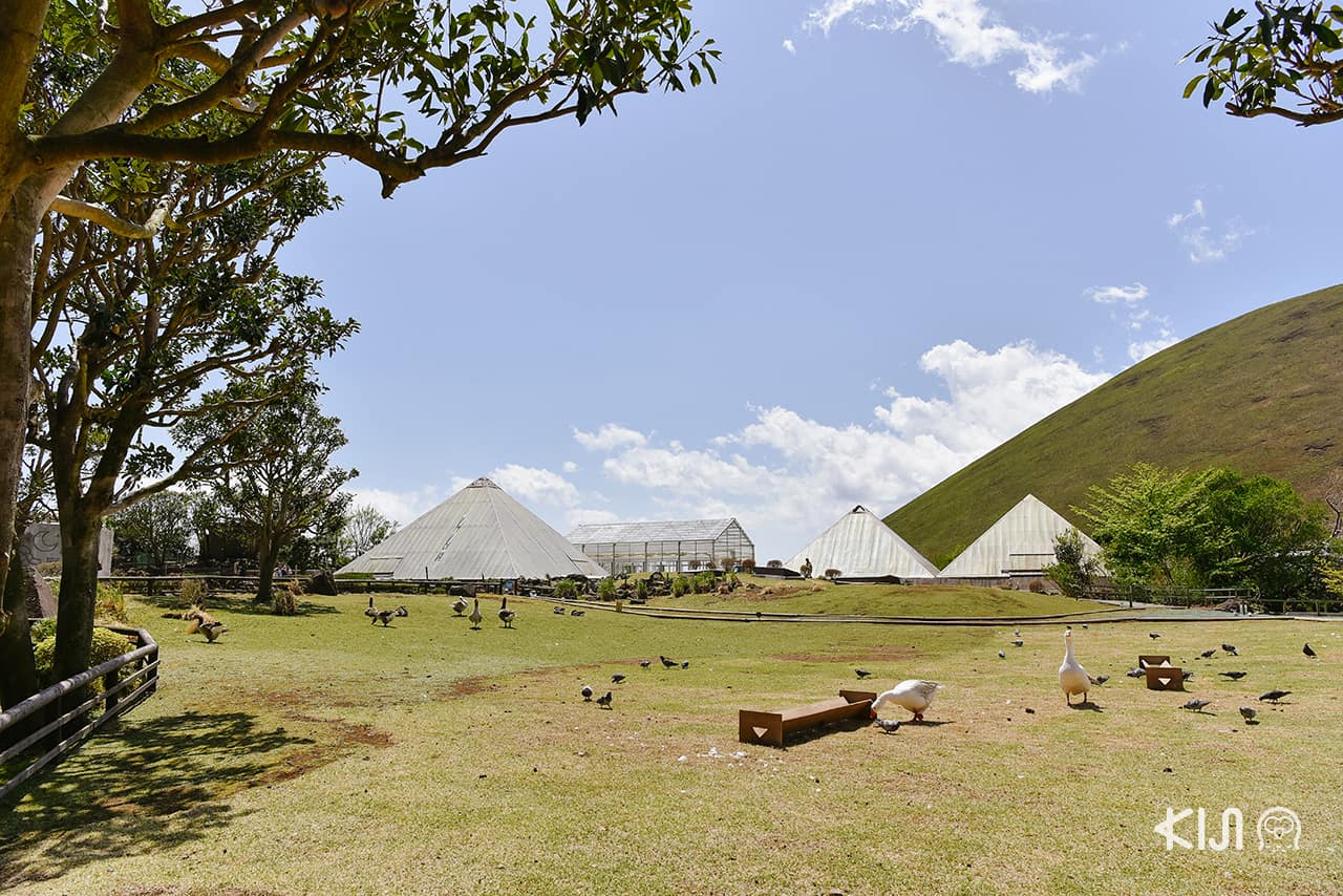 Izu Shaboten Zoo ภูเขาโอมูระในเมืองอิโต 