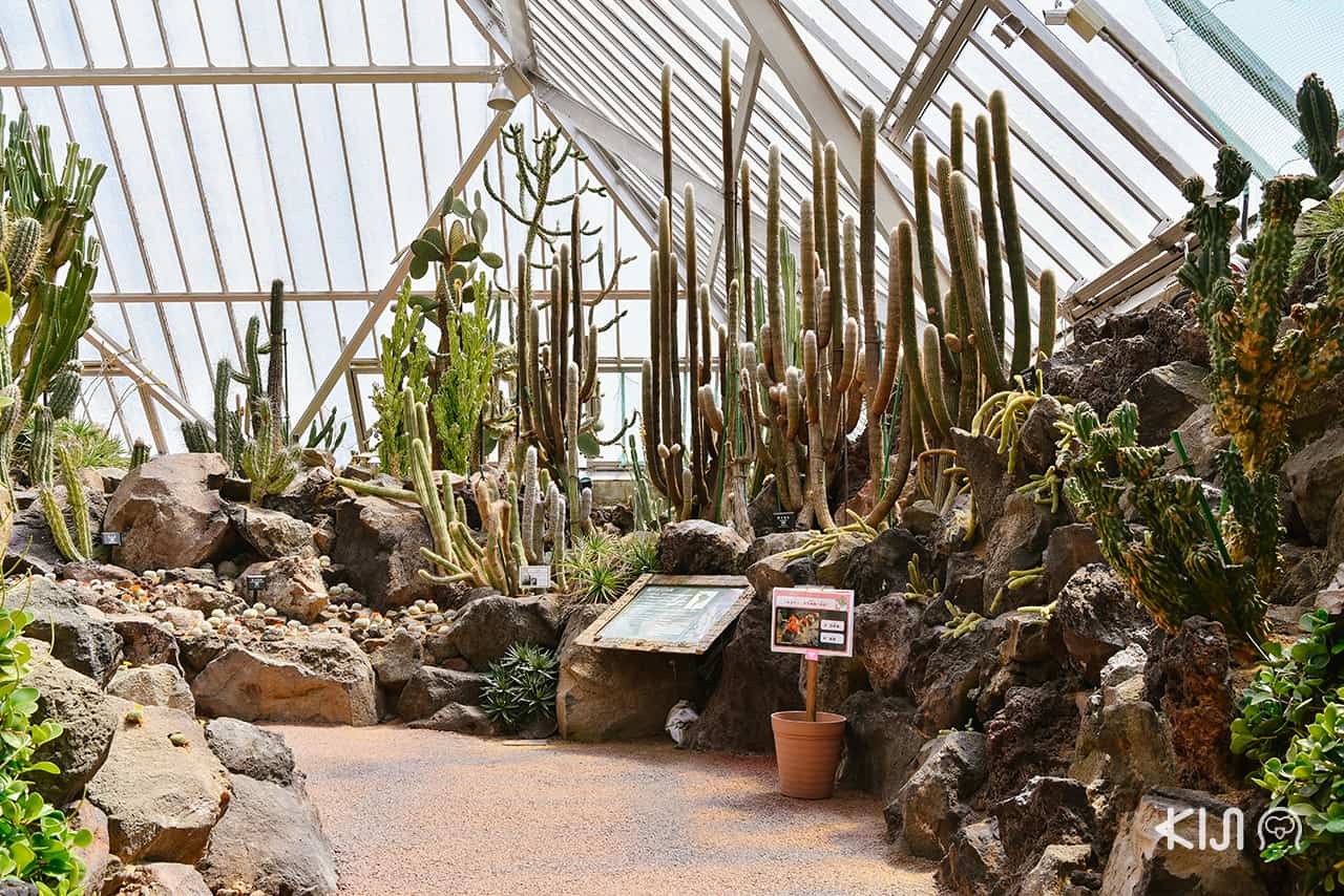 Izu Shaboten Zoo มีการจัดแสดงต้นกระบองเพชรกว่า 1500 สายพันธุ์