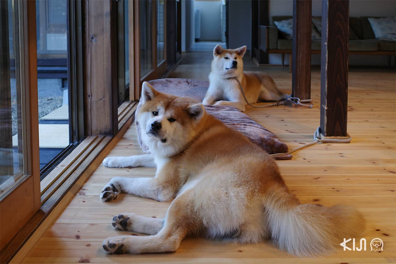 อาคิตะ อินุ (Akita Inu) ในอาคิตะ 