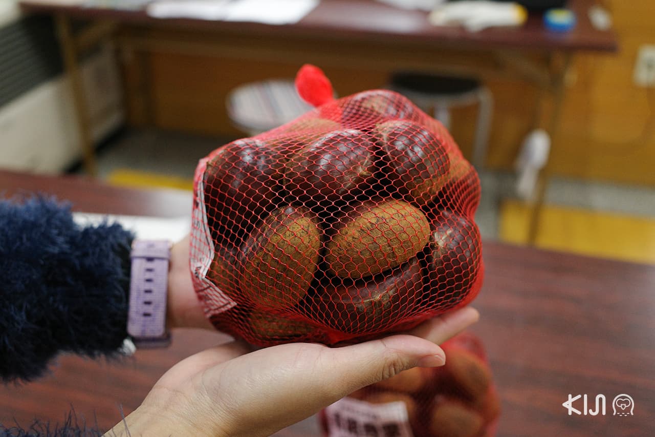 ไซเมียวจิกุริ เกาลัดที่ใหญ่ที่สุดในญี่ปุ่น มี ที่เที่ยว ที่เปิดให้เก็บฟาร์มสเตย์ใน อาคิตะ