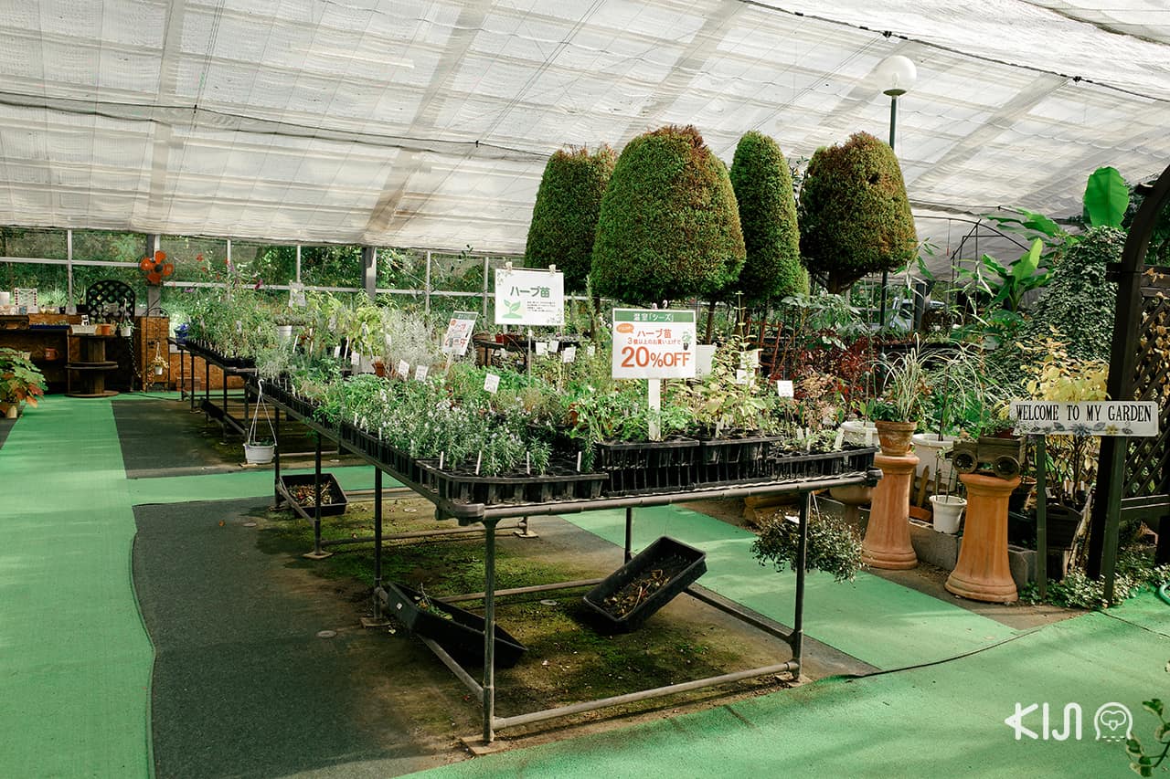 Heart Herb at Lake Tazawa ( ทะเลสาบทาซาวะ )