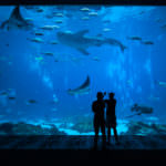 aquarium_194059064