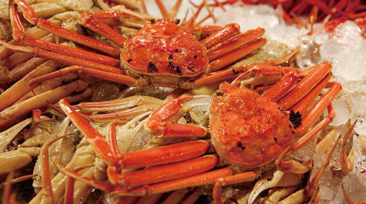 ปูหิมะ ในภูมิภาค โทโฮคุ