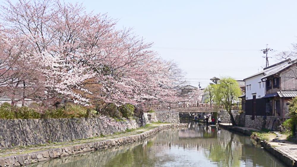 Omihachiman คลองฮะจิมังในฤดูใบไม้ผลิ 