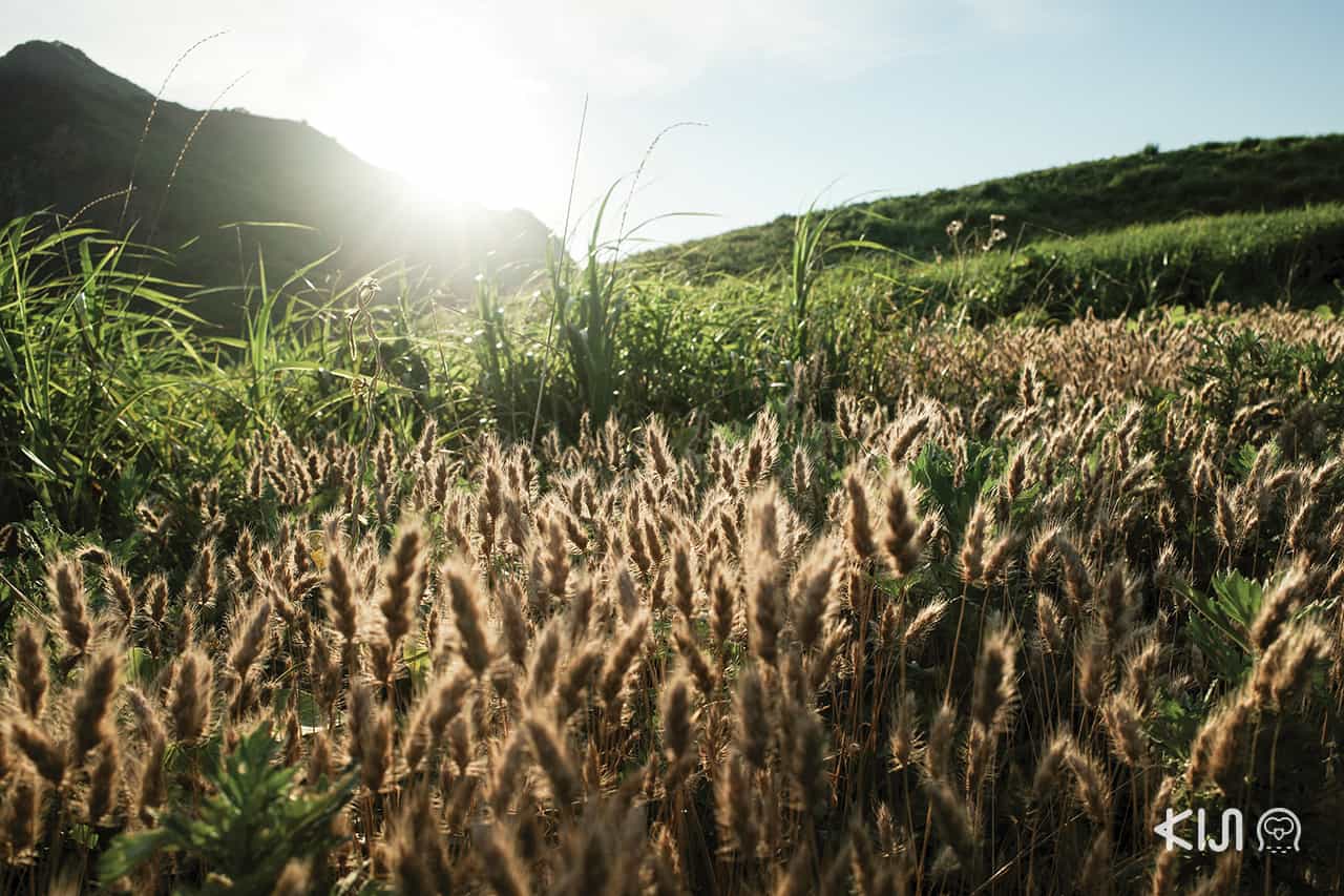 เที่ยว นีงาตะ