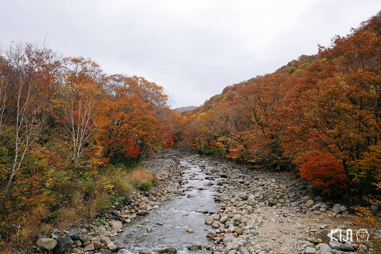 ใบไม้เปลี่ยนสี อาคิตะ