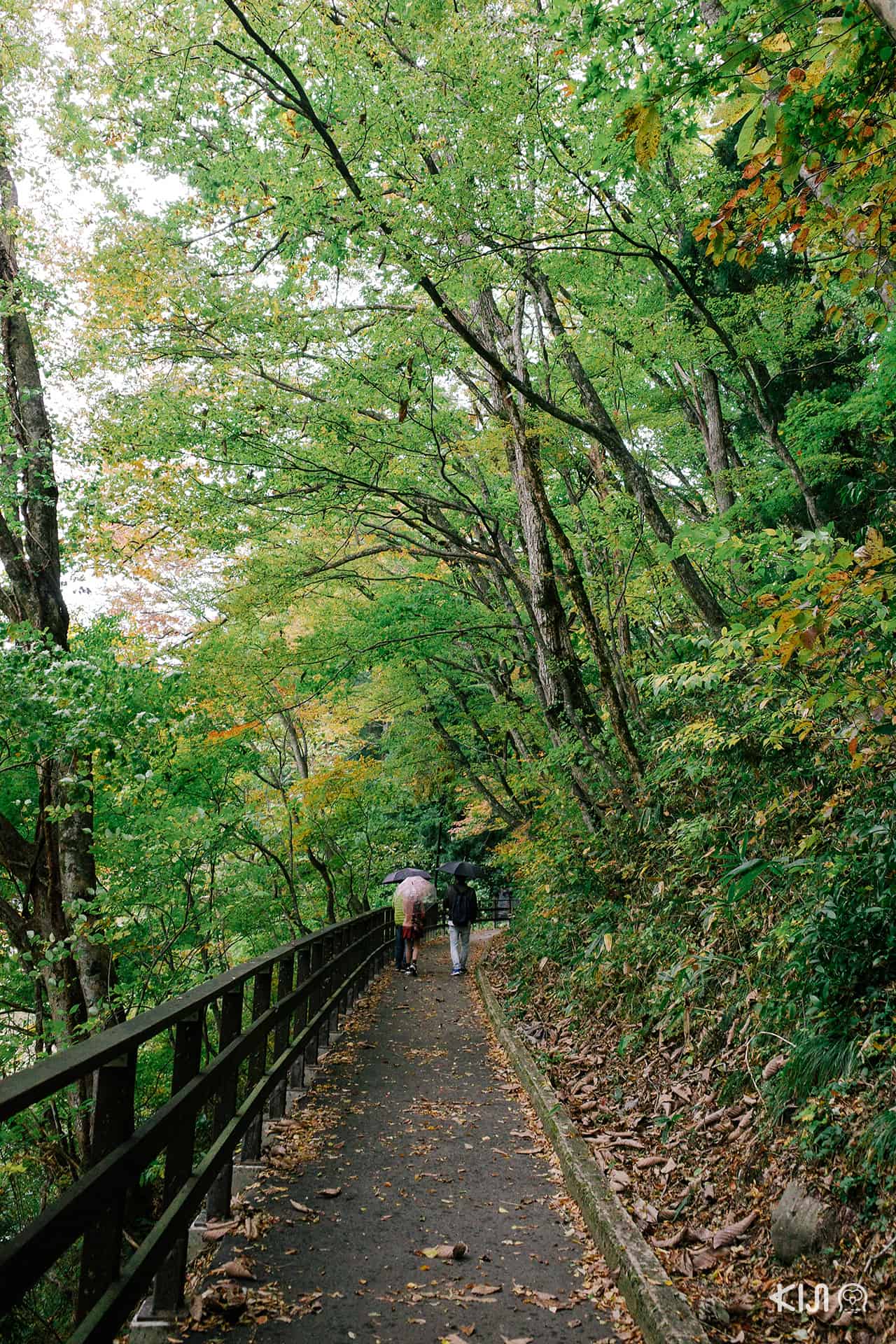 หุบเขาดาคิกาเอริ จังหวัดอาคิตะ