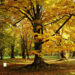 botanic garden hokkaido university-autumn-sapporo-hokkaido-japan