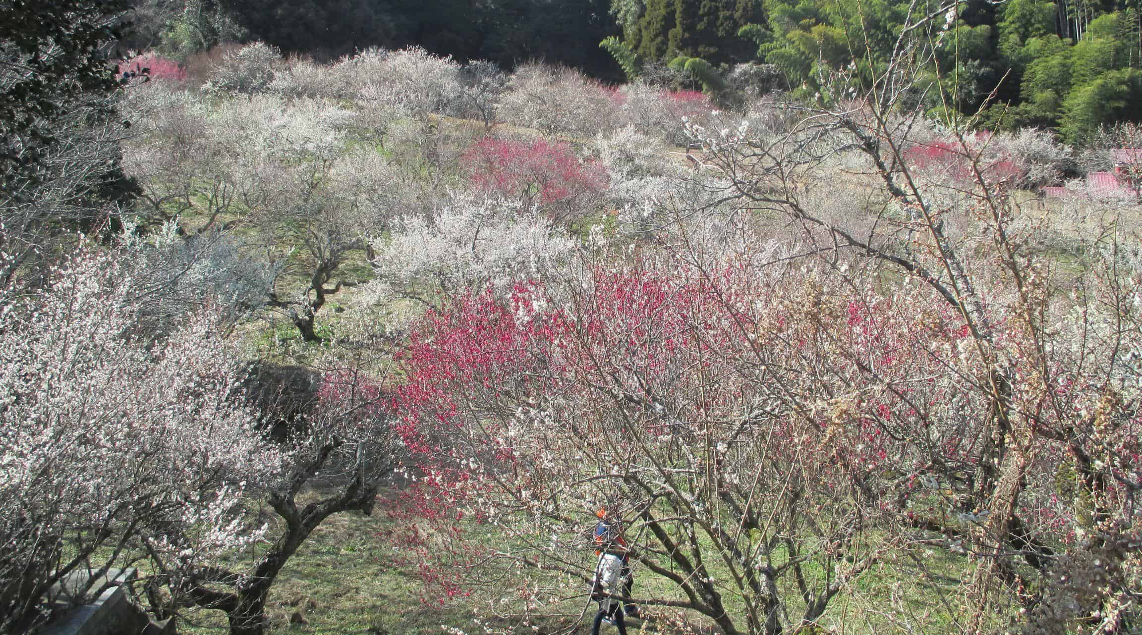 สวนดอกบ๊วยมิฟุเนะกาโอกะ (Mifunegaoka Plum Garden)