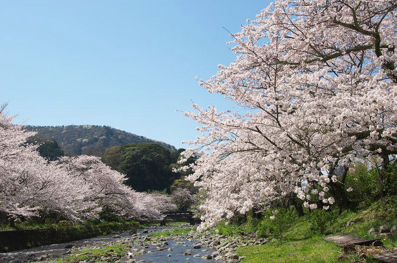 คาบสมุทรอิซุ (Izu Peninsula) ชิซูโอกะ