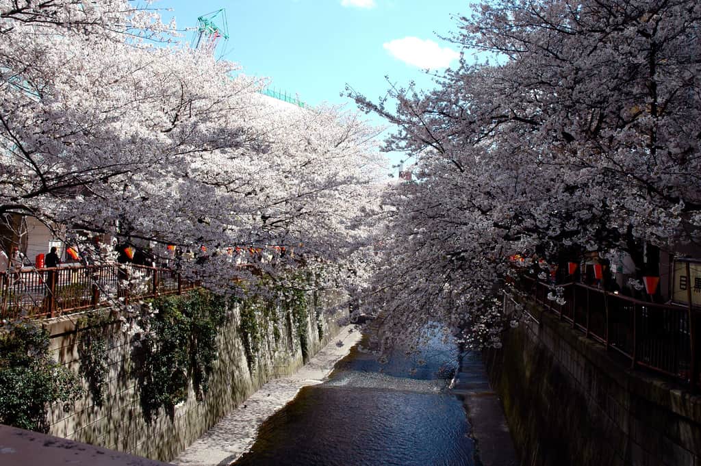 แม่น้ำเมกุโระ โตเกียว