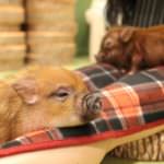 80694476_1568905086591385_6755211458927132672_o