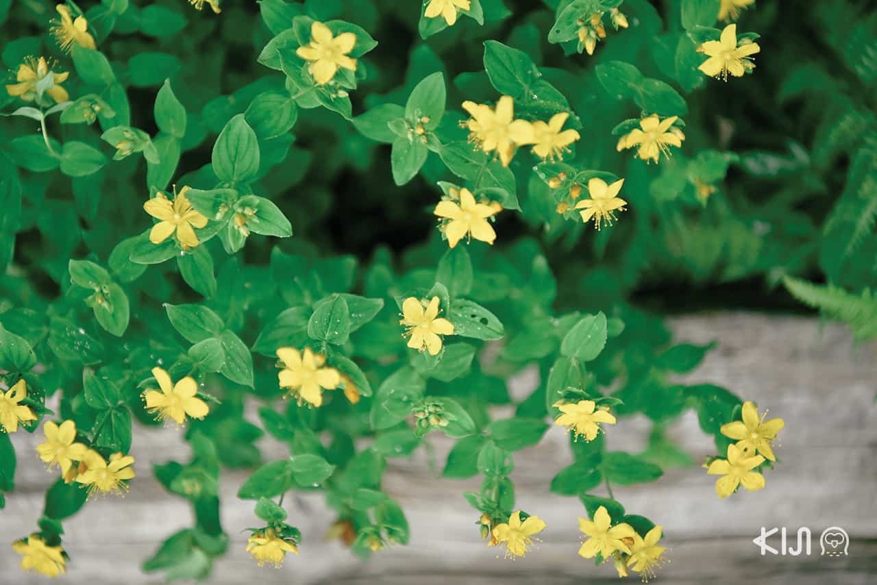 ดอกไม้บนภูเขา Mt.Hakkoda จังหวัดอาโอโมริ