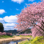 Kawazu-cherryblossom