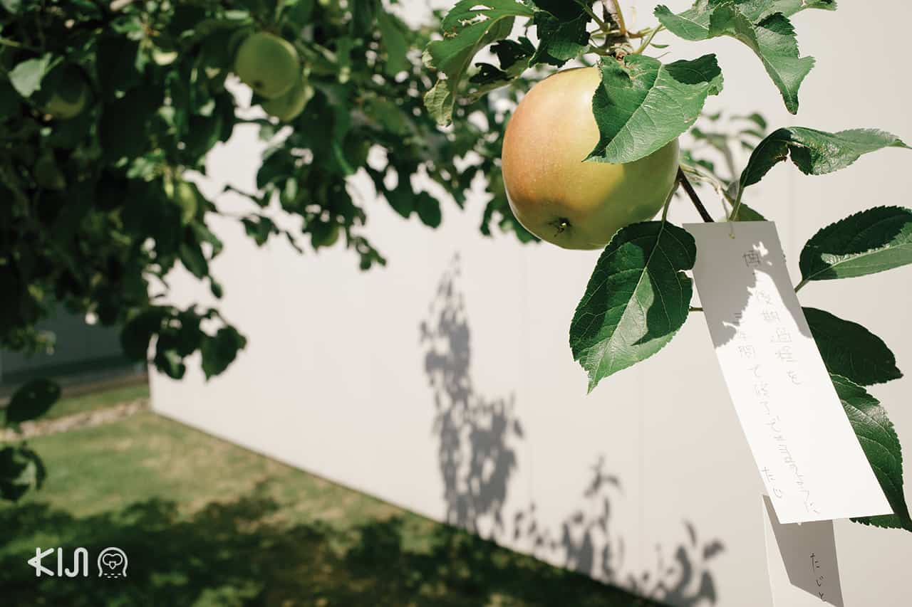 Wish Tree for Towada by Yoko Ono จังหวัดอาโอโมริ