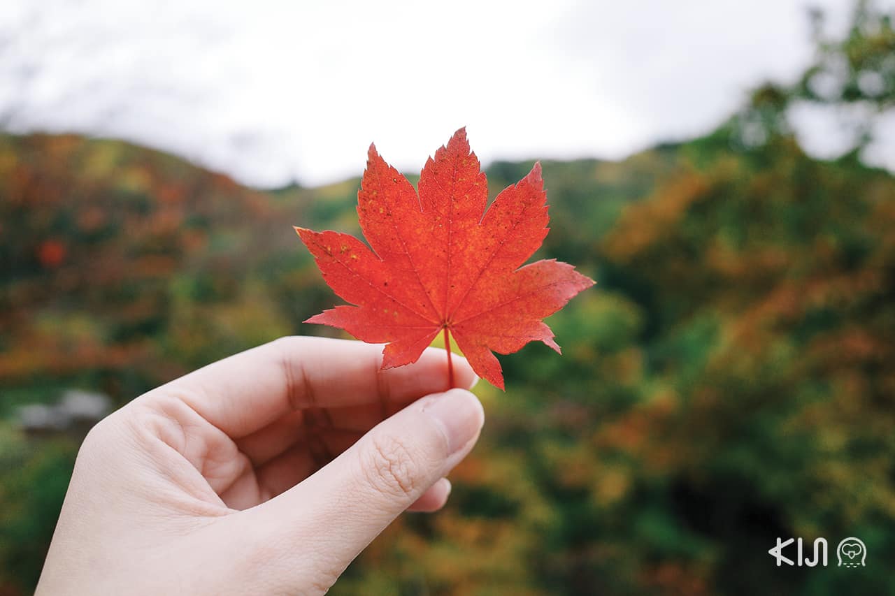 หุบเขาโอยาสุ (Oyasu Valley) ฤดูใบไม้เปลี่ยนสี