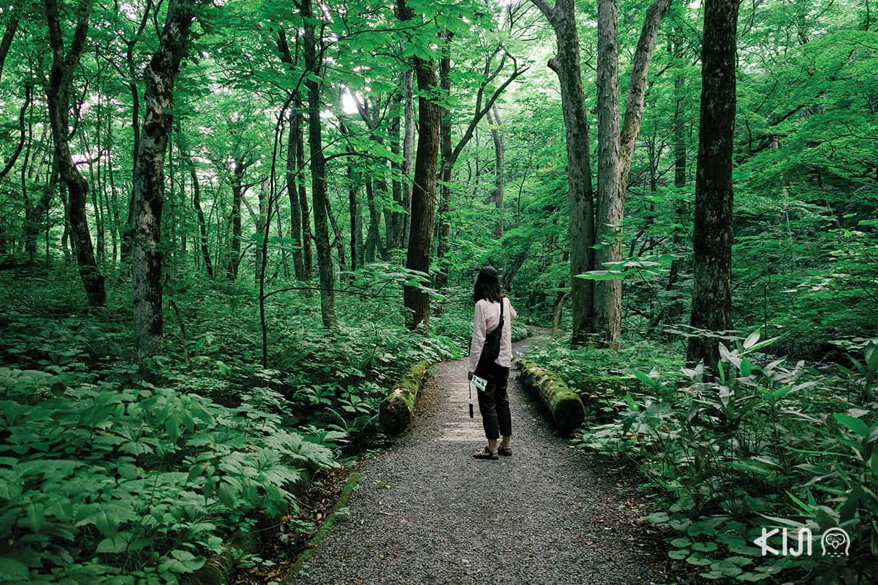 เดินเที่ยว Oirase Gorge จ.อาโอโมริ (Aomori)