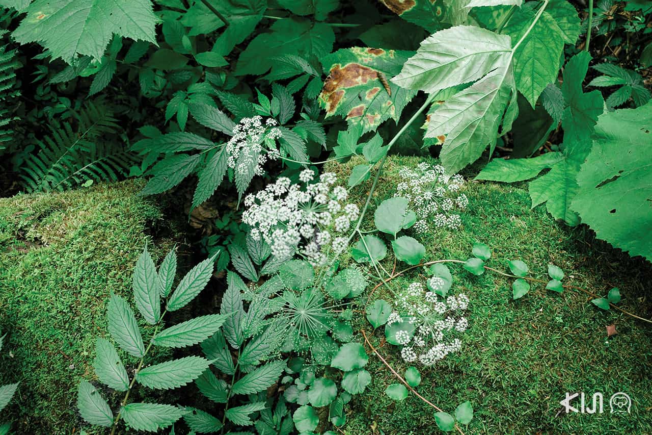 เที่ยว Oirase Gorge