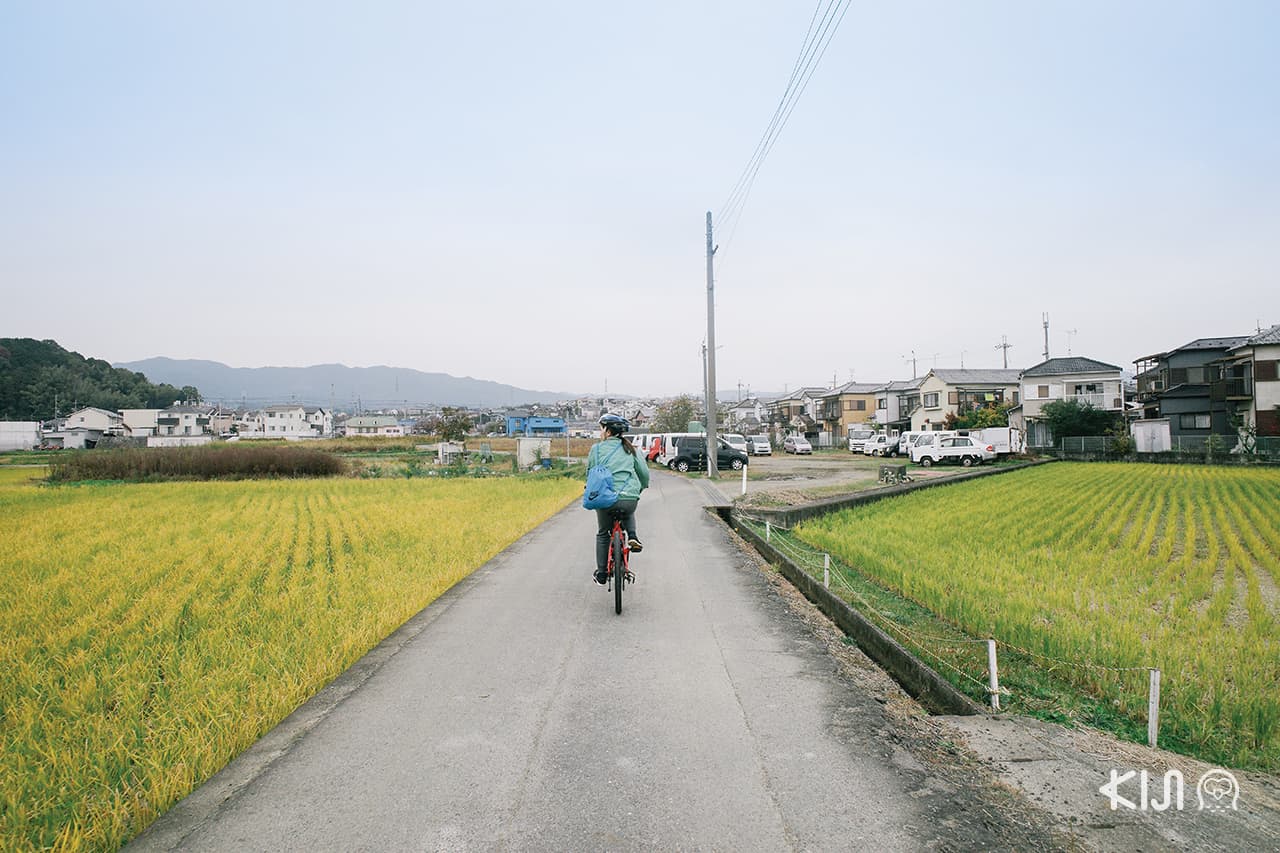 เที่ยว โอตสึ (Otsu)โกเบ (Kobe) ฮิเมจิ (Himeji) : ปั่นจักรยานชมวิวทิวทัศน์รอบทะเลสาบบิวะ