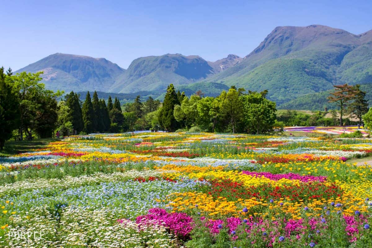 เที่ยว โออิตะ (Oita) - สวนดอกไม้คูจูฮานะ (Kujuhana Park)