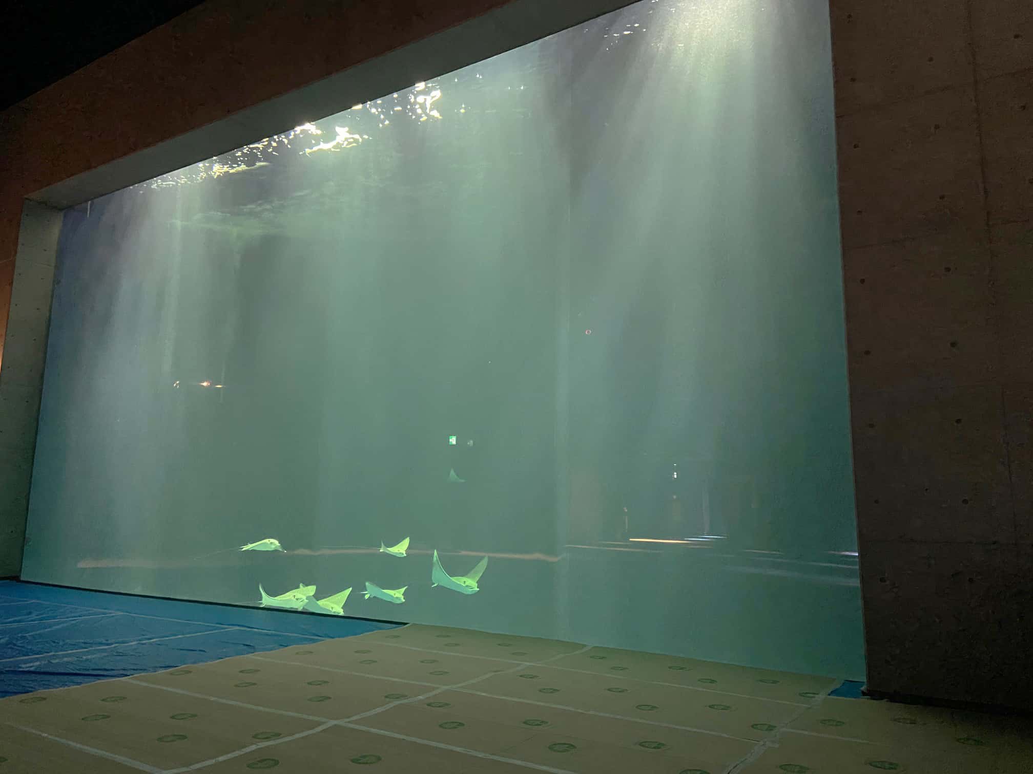 เที่ยวคางาวะ : พิพิธภัณฑ์สัตว์น้ำชิโกกุ (Shikoku Aquarium)