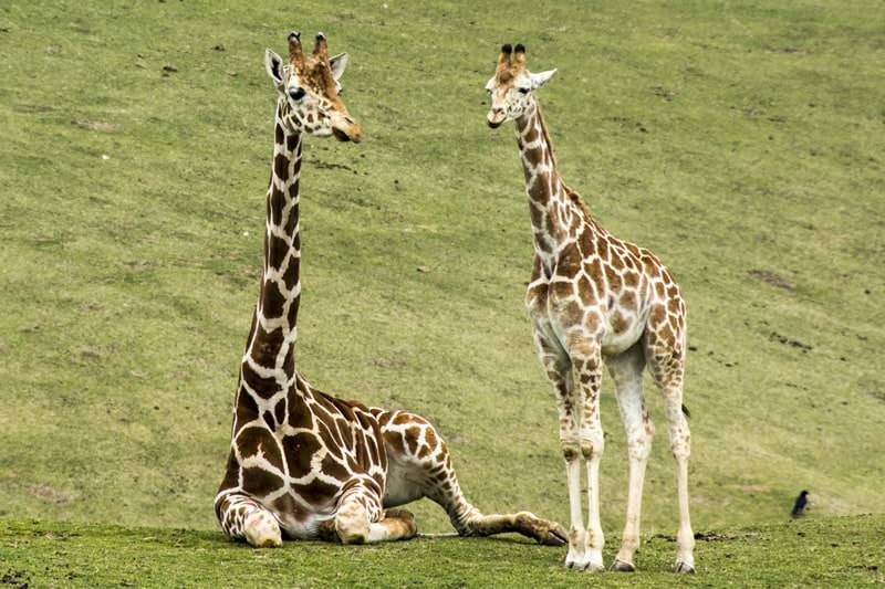 เที่ยว โออิตะ (Oita) - สวนสัตว์แอฟริกันซาฟารี (African Safari)