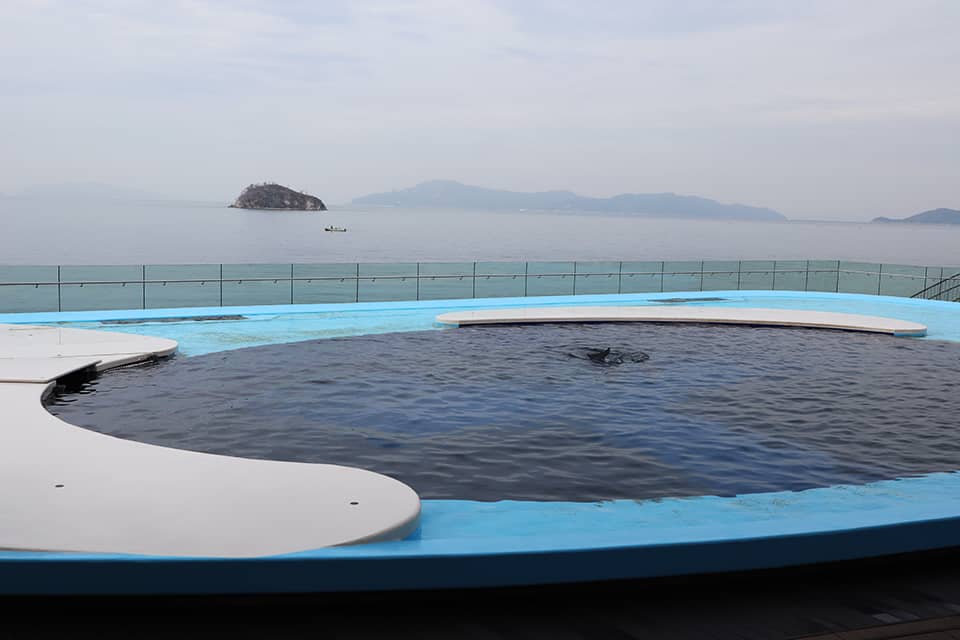 สระโลมา (Iruka Pool) พิพิธภัณฑ์สัตว์น้ำชิโกกุ