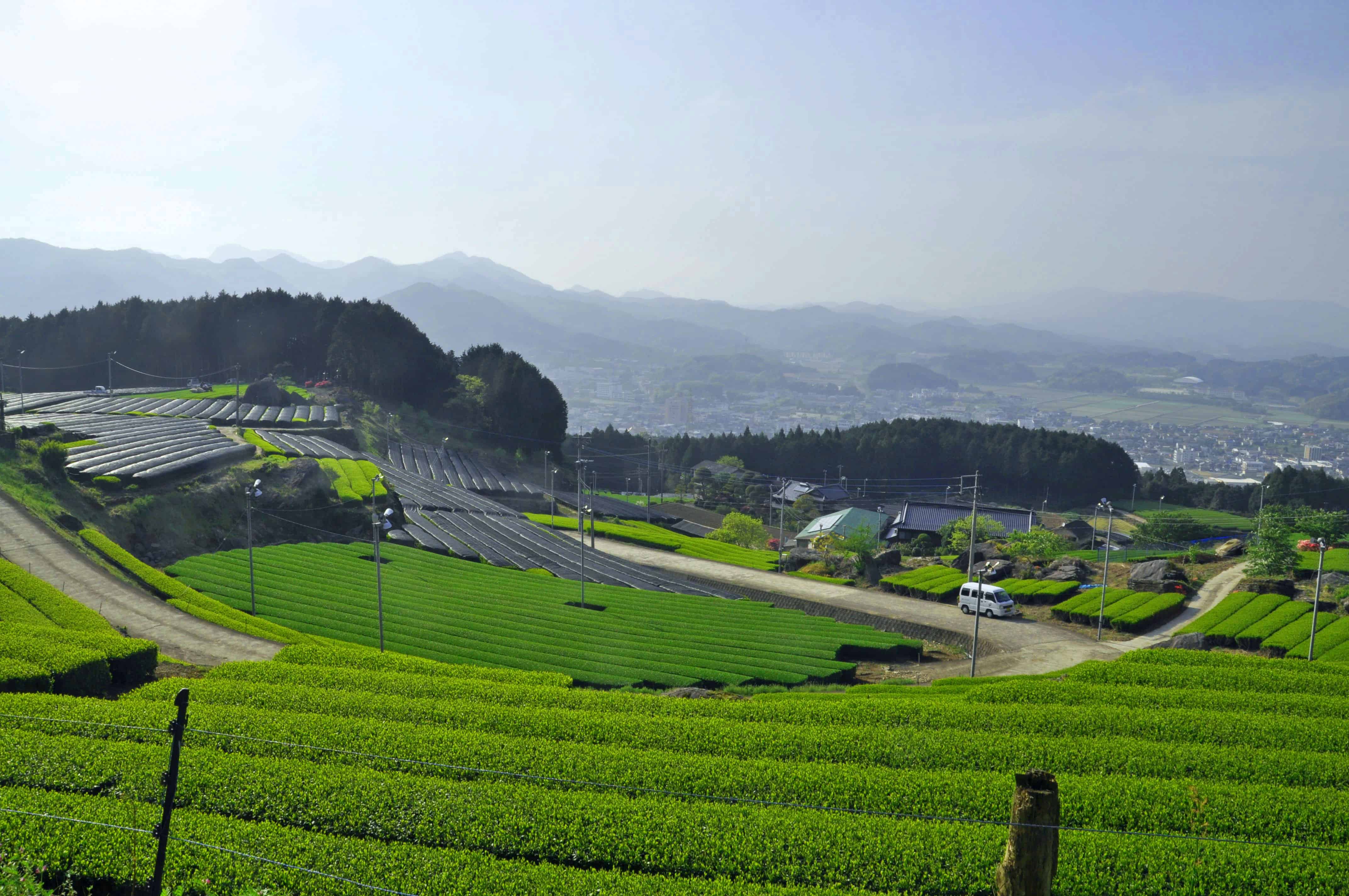 ไร่ชาอุเรชิโนะ (Ureshinocha) จาก ซากะ