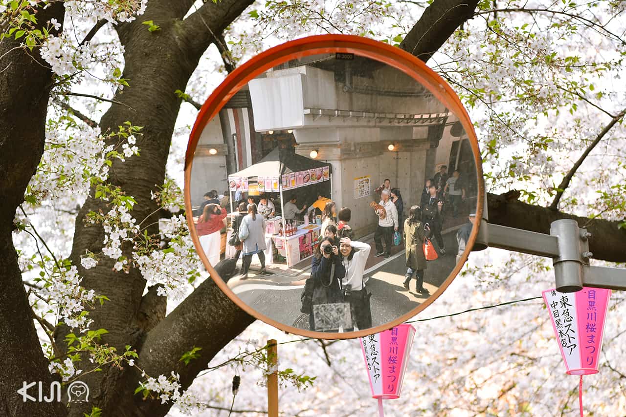 จุดชมซากุระ โตเกียว - นากาเมกุโระ