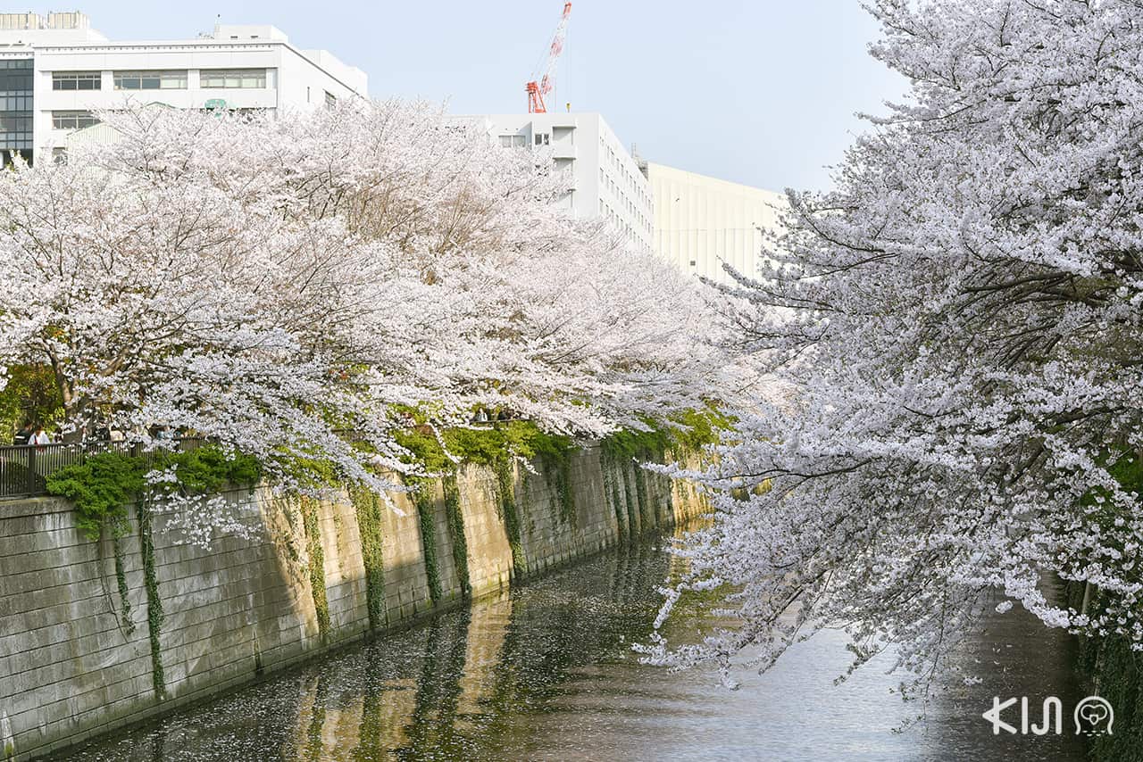 จุดชมซากุระ โตเกียว - Naka-meguro
