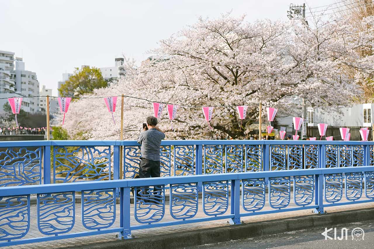 จุดชมซากุระในโตเกียว - นากาเมกุโระ (Nakameguro)