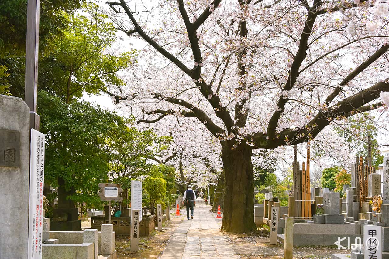 จุดชมซากุระ โตเกียว - วัดเท็นโนจิ