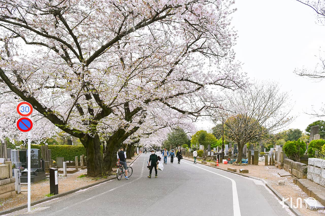 จุดชมซากุระ โตเกียว - วัดเท็นโนจิ (Tennoji Temple)