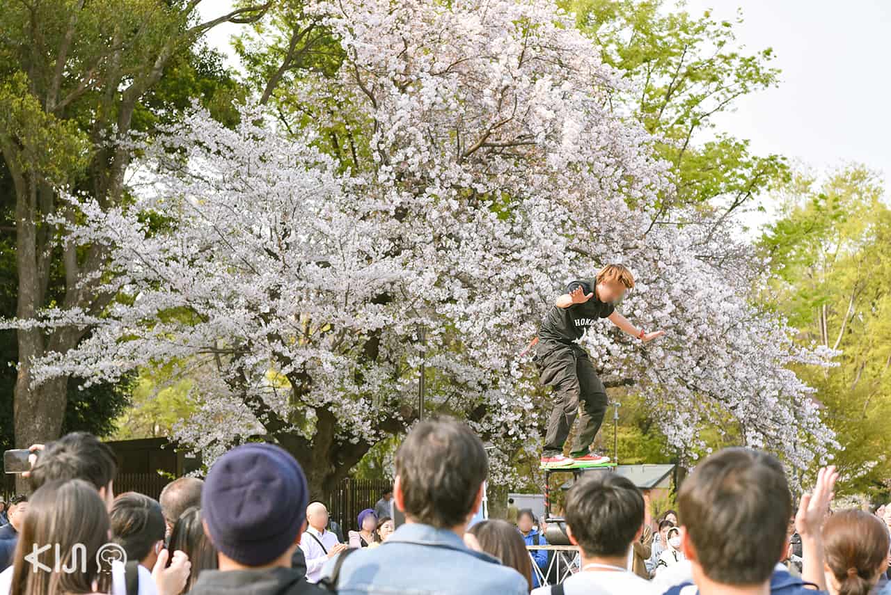 จุดชมซากุระในโตเกียว - สวนอุเอโนะ (Ueno Park)