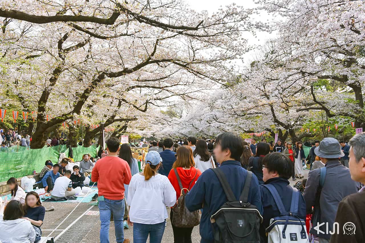 จุดชมซากุระ โตเกียว - สวนอุเอโนะ (Ueno Park)