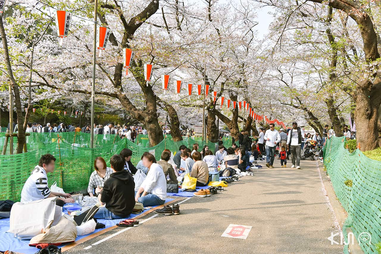 จุดชมซากุระ - สวนอุเอโนะ (Ueno Park)