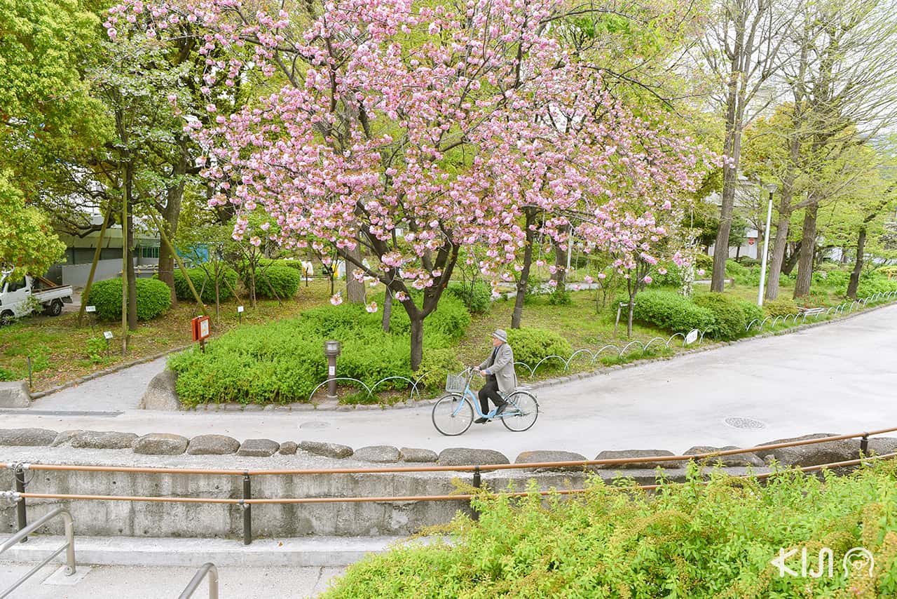จุดชมซากุระ โตเกียว - ริมแม่น้ำสุมิดะ (Sumida River)