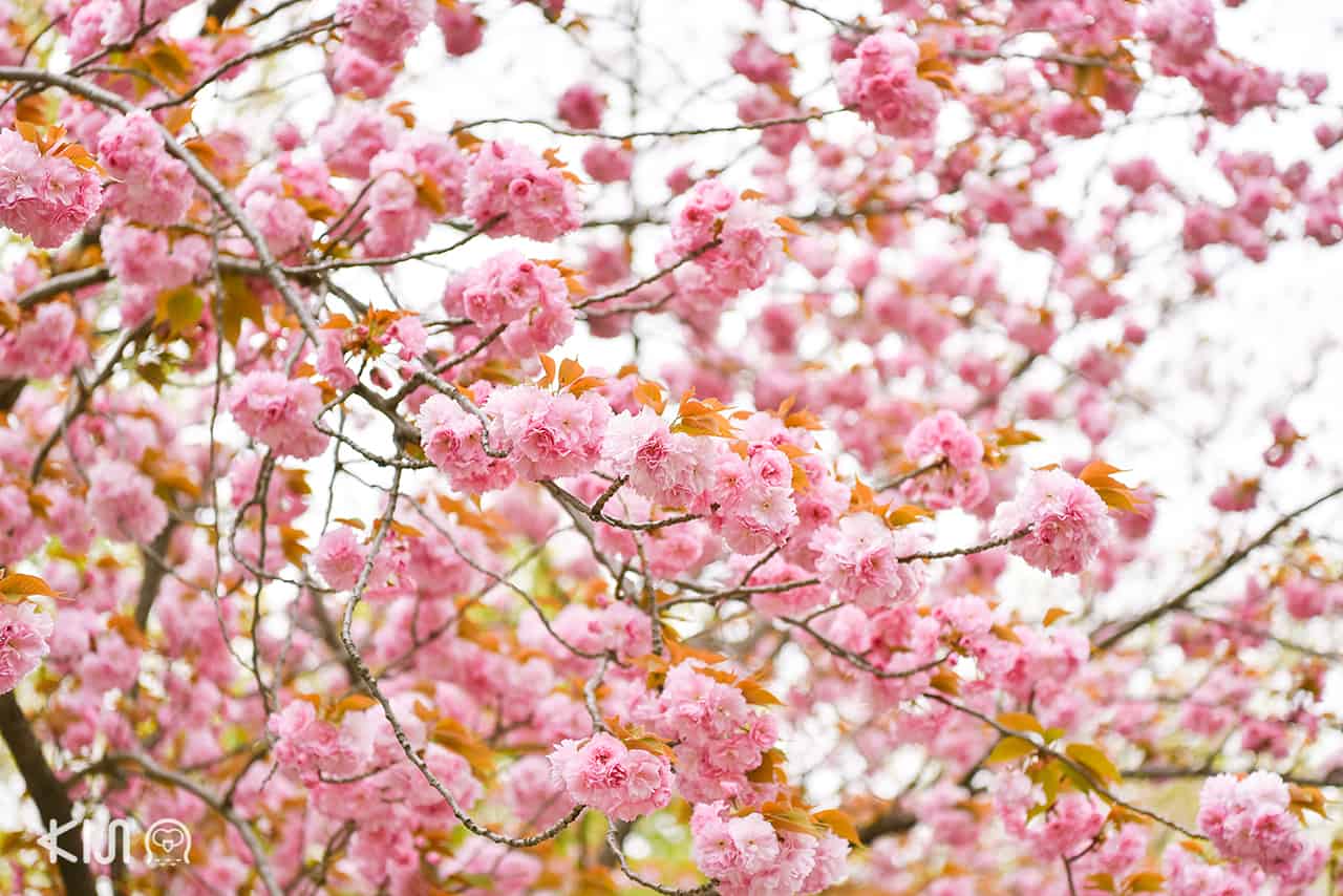 จุดชมซากุระ ริมแม่น้ำสุมิดะ (Sumida River)