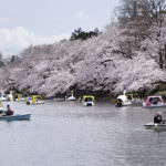 Inokashira Park-2