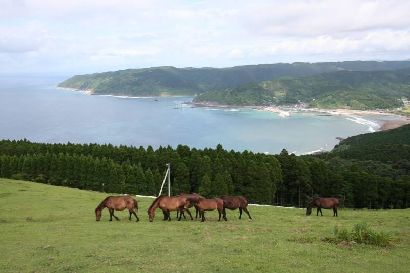 ที่เที่ยว มิยาซากิ : แหลมโทอิ (Cape Toi)