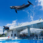 kujukushima-aquarium-morikirara-garden-zoo_0c3e49dcd5efd521d8fb8205987292fdf37c1394 – Copy