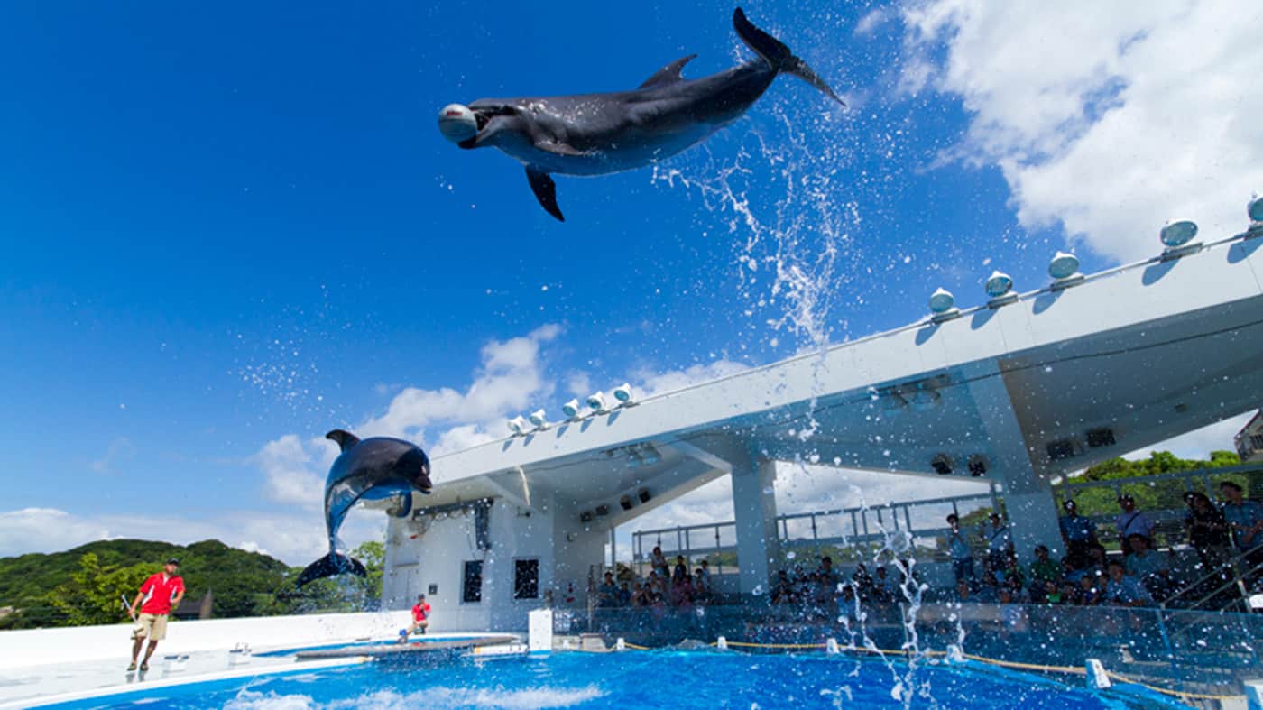 ไบโอพาร์ค (Bio Park) หรือ สวนคุจูคุชิม่า (Kujukushima Zoological and Botanical Garden Mori-kirara)