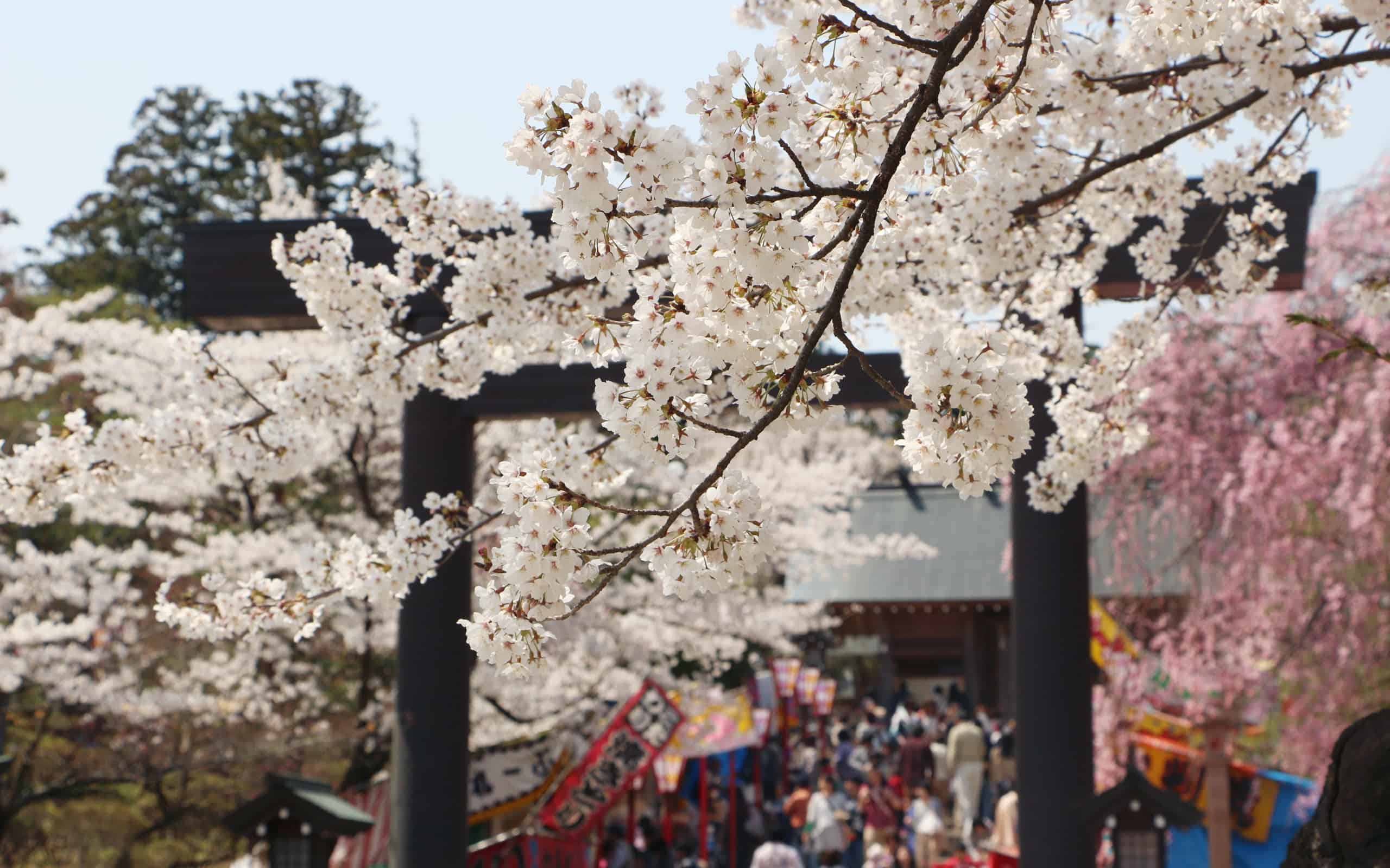 ดู ซากุระ (Sakura) ผ่าน Live Camera : Kaiseizan Daijingu ศาลเจ้า ไคเซซัง ไดจินกู โคริยามะ ฟุกุชิมะ