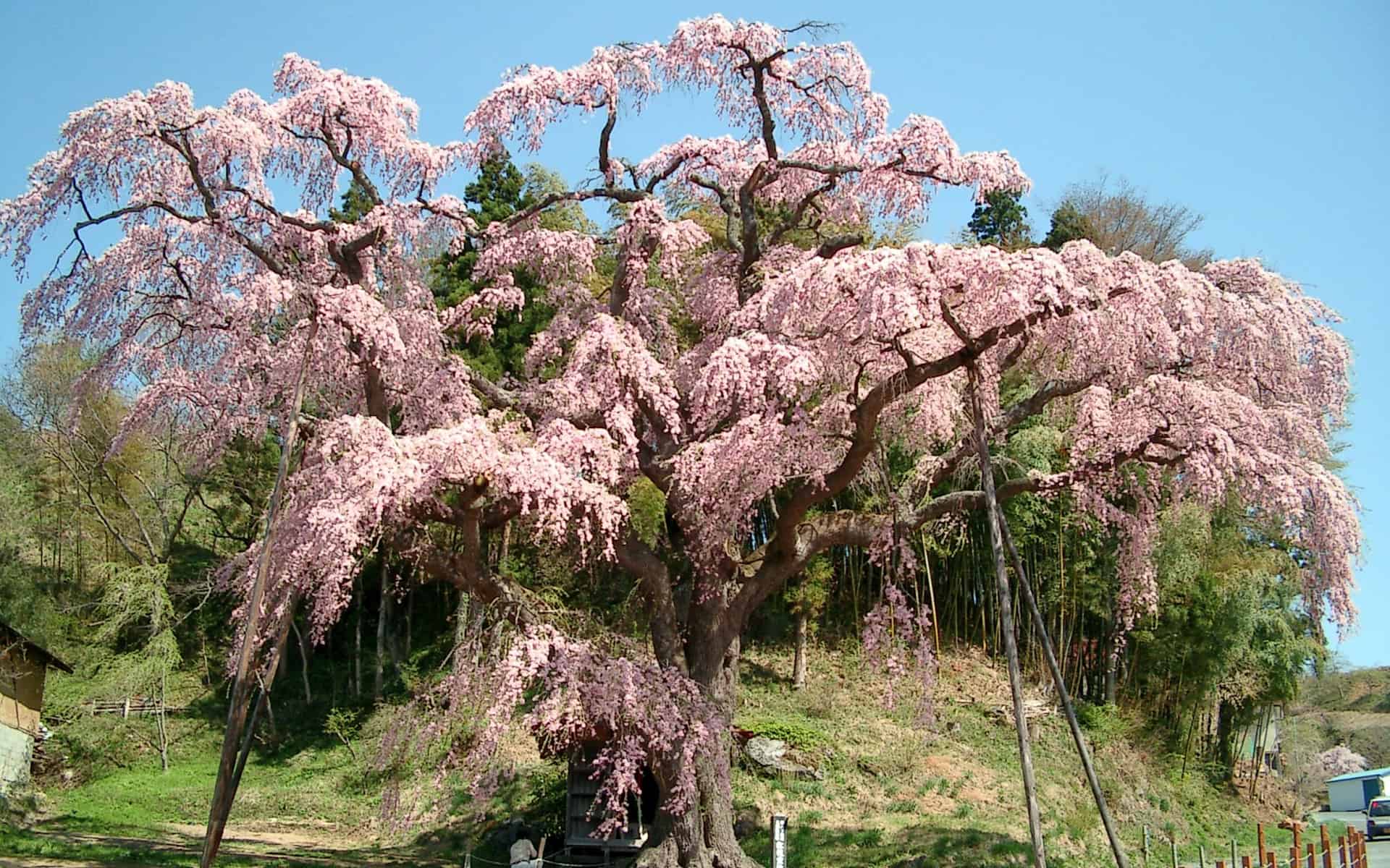 ชม ซากุระ ผ่าน Live camera ที่เบนิชิดาเระจิโซซากุระ Beni Shidare Jizo Zakura
