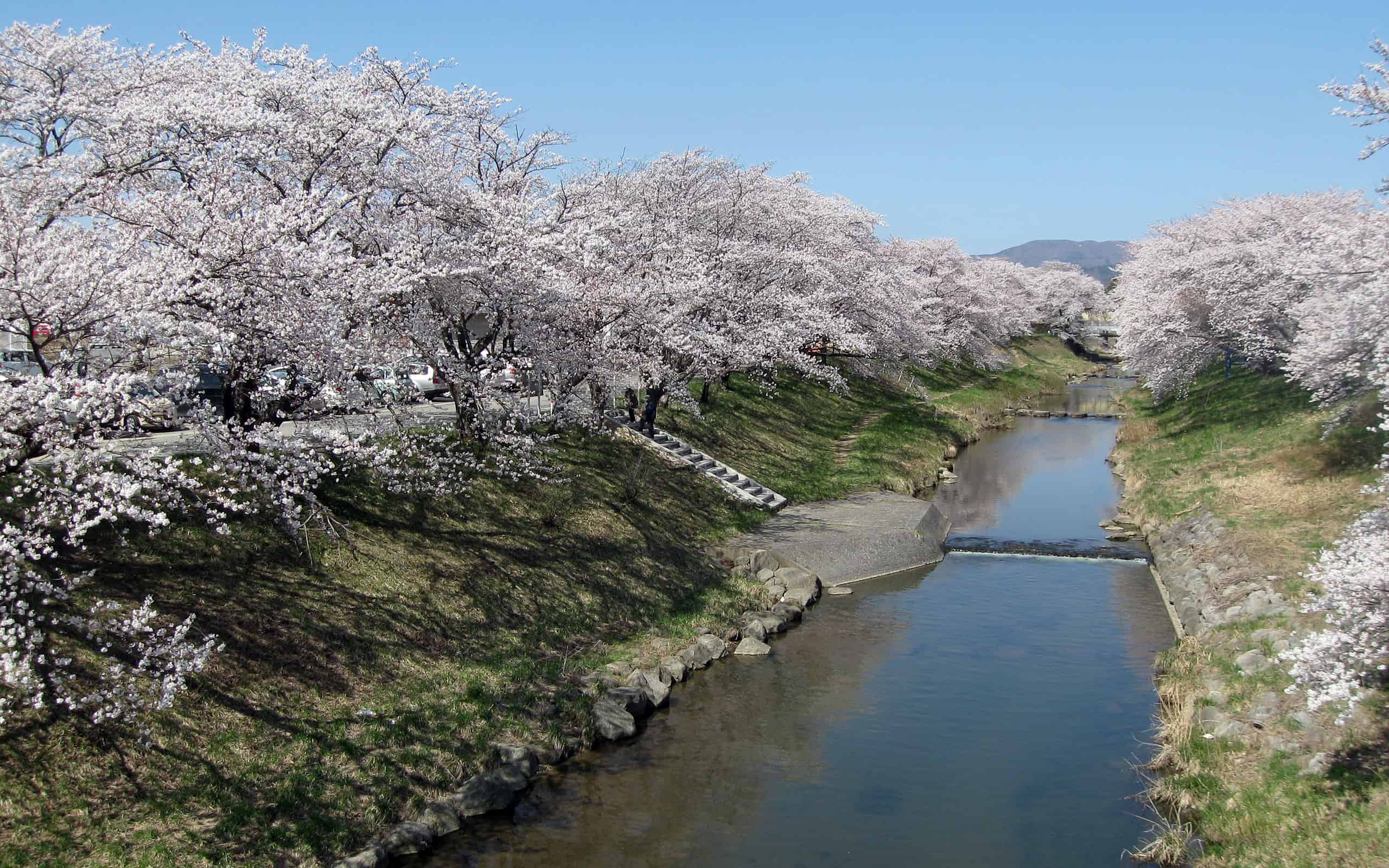 ชม ซากุระ (Sakura) ริมแม่น้ำโทดะ Todagawa Fureai Zakura ผ่าน Live Camera