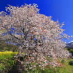 155522893915320545178